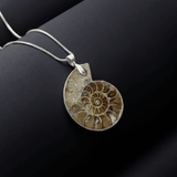 Ammonite Fossil | Symbol of Transformation