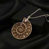 Ammonite Fossil | Symbol of Transformation