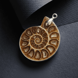 Ammonite Fossil | Symbol of Transformation