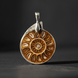 Ammonite Fossil | Symbol of Transformation